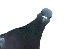 ... to avoid getting career pigeon-holed while maintaining your expertise