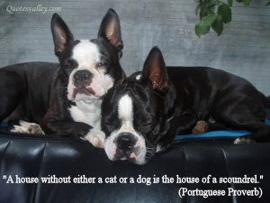 House Without Either A Cat Or A Dog Is The House Of A Scoundrel