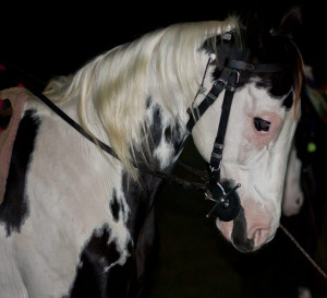 Knifesmith » Street dog or kids best friend