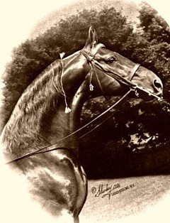 Found on newlineza.com