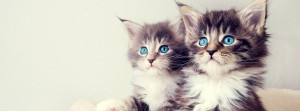 Kittens-Facebook-Cover-Photo