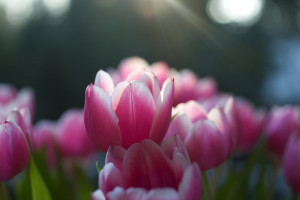 Tulip Flower Glass Effect