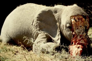 http://www.eoearth.org/article/Poaching)