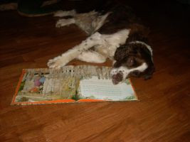 Fairy Tale Dog by PicturePerfect96