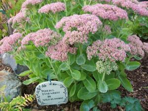 Autumn Joy sedum