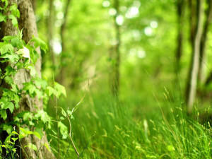 Grassland Plants Image Wallpaper