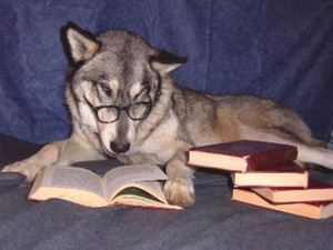 Funny Animals That Are Hungry for Knowledge (25 pics)