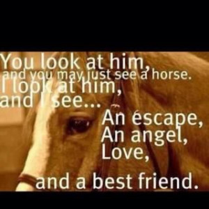 equestrian quotes and sayings horse quotes sayings