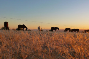 related quotes for horse picket line here are list of horse picket ...