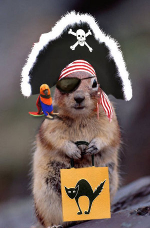 squirrel in a pirate costume