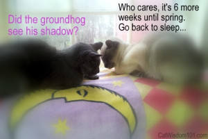 Groundhog Spring Groundhog day-cats-quote-