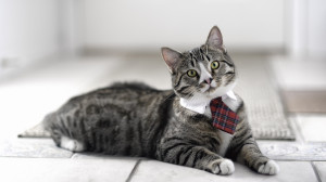 Cat wearing a tie wallpapers and images