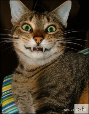 喵星人表情图片