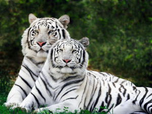 White Tiger Live Wallpaper Free