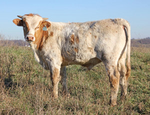 This is the look of the future for a beef type Texas Longhorn bull. He ...