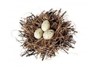 Golden Egg Birds Nest White...