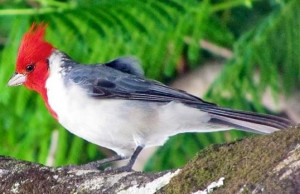 Red-crested Cardinal via Bird's Eye View at www.Facebook.com ...