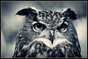 Owl Eyes Kovitlac
