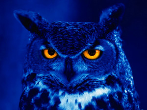 night_owl_quotes