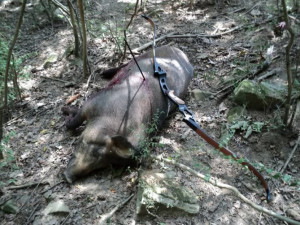 Thread: hoyt dorado fans