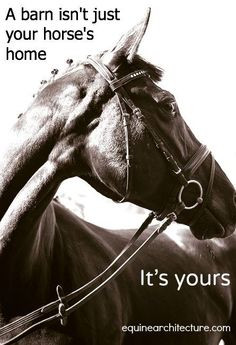 Horse Quotes