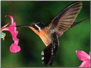 : hummingbird document management, hummingbird software, hummingbird ...