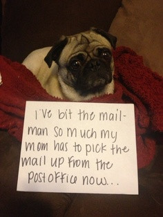 mailman issues more poor puppies funny dogs funnycut animal mailman ...