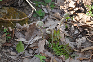 and I found many delicate ferns pushing through the ground: