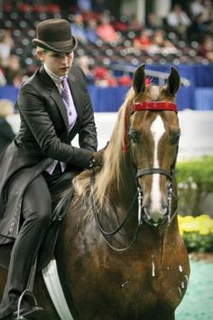Horses Saddlebred Pictures Favorite