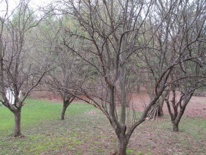 There is a soon-to-be Bacon palooza pictorial coming at some point and ...