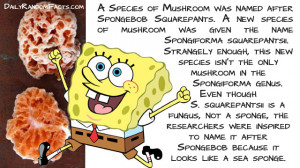 Wtf Fun Facts About Spongebob Random facts- spongebob famous
