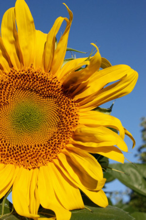 ... sunshine and you cannot see the shadow. It’s what sunflowers do