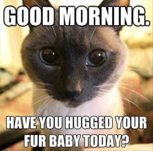 Good Morning - Cat humor