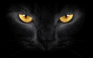 Black Cat eyes Wallpapers Pictures Photos Images