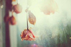 When the rose dies it falls open, spreading perfume. You will become ...