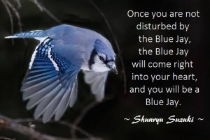 Once you are not disturbed by the blue jays, the blue jay will come ...