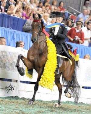 All Set Up For The World Championship Horse Show