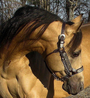 ... Horses Beautiful, Buckskin Horses, Quarter Horses, Nice Horses, Paint