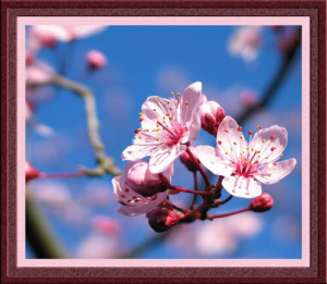 cherry blossoms Image