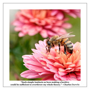 Famous Quotes - Charles Darwin - Bees Photograph - Famous Quotes ...