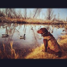 drake my chocolate lab duck hunting looks like a painting more labs ...