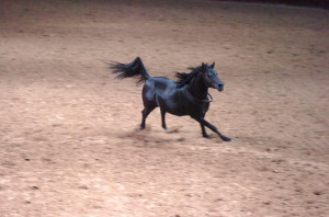 Black Stallion Horse Running Black Stallion Monday Runs