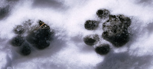 Conserving Snow Leopards With Community Participation in Northern ...