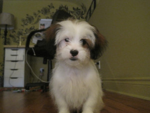 Adorable Shih Tzu Puppy