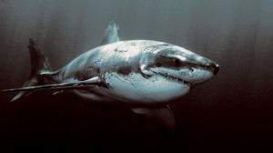 File Name : shark-attack-great-white-alaska-the-hunt-types_724964.jpg ...