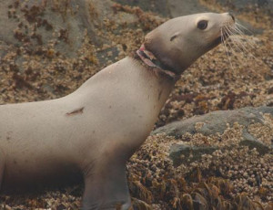 In trouble: A plastic band cuts into the neck of a Steller sea lion ...
