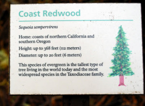 John Muir described the majestic coast redwoods of Muir Woods this way ...