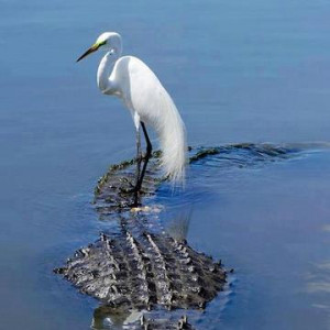 ... pelican beachgoers cute animated pelican on white this brown pelican