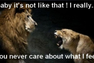 BLOG - Funny Pictures Lions