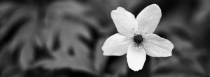 Black & White Flower Facebook Cover for Timeline Preview